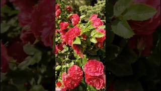 Beautiful RED Rose 🌹 Garden | David Austin Rose