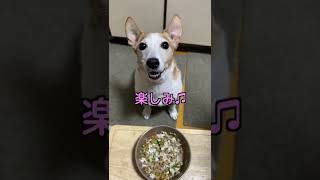 (ショート動画)ブリを食べたジャックラッセルテリアが可愛かった #shorts