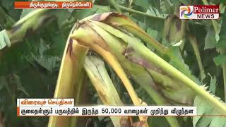 திருநெல்வேலி மாவட்டத்தில் சூறைக்காற்றால் 50,000வாழைகள் முறிந்து விழுந்தன