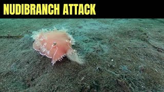 Pink Tritonia Hunts And Kills Sea Pen | Salish Sea Marine Wildlife