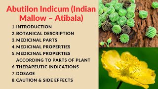 Abutilon Indicum (Indian Mallow – Atibala), Kangi Plant explain in detail.