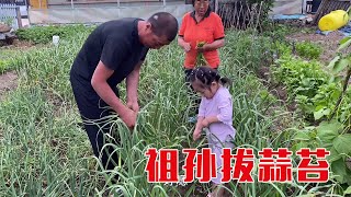 小菜园子里可真热闹，爷爷奶奶领着孙女拔蒜苔，结果摔了个大屁墩【东北大龙】