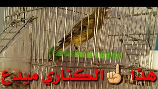 كناري فحل أسطورة في التغريد mon ami timbrado chante sans arrêt