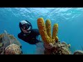 belize turneffe island resort snorkel safari in 60 seconds