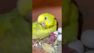Bajri parrot baby breeding pair🦜#shorts #shortsvideo #viral #viralvideo #parrot #animal #birds