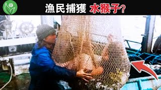 漁民捕獲水猴子？15個最驚人的漁民捕獲，漁民和水手們拍攝到一些最不可思議的東西！【探索旅行號】#排名 #冷知識 #世界之最 #top10   #世界之最top  #漁民