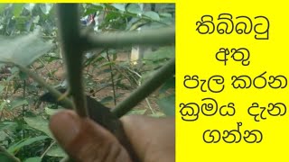 තිබ්බටු අතු පැල කරන්නේ මෙහෙමයි/\