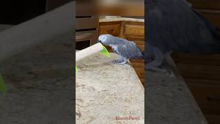 This drives Marcia CRAZY! Like nails on a chalkboard! #africangreyparrot #takingparrot #shorts