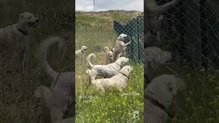 Aggressive Akbash Shepherd Dog Protect Our Territory 😱 Power Full Livestock Dog 🔥 #shorts