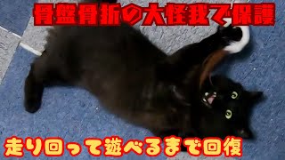 骨盤骨折の大怪我を乗り越えた黒猫は走り回って遊んだりへそ天で甘える（保護猫カフェ猫の惑星にゃーくる）京橋駅