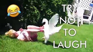 [2 HOUR] Try Not to Laugh Challenge! 😂 | Animal Fails of the Week | Funny Pet Videos | AFV Live