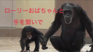 【双子のチンパンジー】【chimpanzee】カラン\u0026コエ【東山動物園】