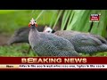 guinea fowl farming गिनी फाउल पालन कमाई का बेहतरीन जरिया कम लागत में होगी बढ़िया कमाई