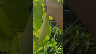 আজকের ছাদ বাগানে ধুন্দল সংগ্রহ #sorts #garden #harvest #viral #rularlife #nature #fruit