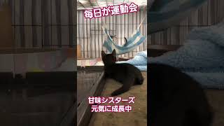 毎日が運動会 #保護猫 #子猫 #babycat #kitten #猫