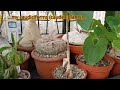 tour of my cactus u0026 succulent plant collection part 2 june 23 cacti cactuscollection cactus