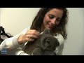 Top 5 Koalas In Danger 😨🐨 Wildlife Rescue  Bondi Vet Compilation  Bondi Vet