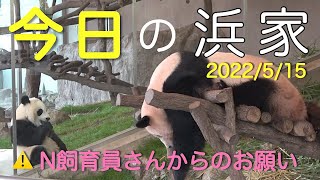 【今日5/15の浜家🐼⚠️N飼育員さんからのお願い】楓浜🍁へそ天寝！/良浜おねだりキュルル鳴き→若竹/桜浜大暴れ/子ガモ #ぽめぱん #PandaChannelbypomeranianfilm