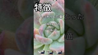 多肉のしりとり#１７スウィートミント  #shorts #多肉植物 #cute #youtube #japan