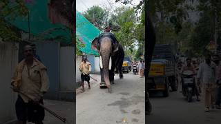 മുകളിലെ പാപ്പാൻ ചെയ്തത് ആന പോലും അറിഞ്ഞില്ല #elephant #shorts