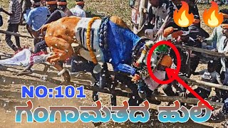 🔥ಗಂಗಾಮತದ ಹುಲಿ 🔥ಟಾಪ್ ಹಬ್ಬ ||ಕೆಂಚಿ ನೆಗಳೂರ #trending #bulls #bulls #horihabba#animals#kanchinegalur