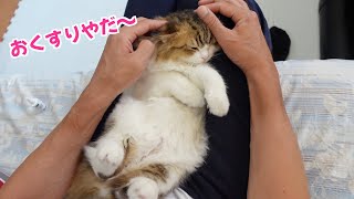 子猫の耳ダニ症の診察の為にペット病院に行ってきました。完治してるかな？