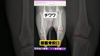 堺市 犬動物病院 チワワ キャンと鳴く 膝蓋骨脱臼 #shorts