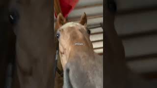 Bliss has a very important message #biankusfrenchgold #funnyhorse #shorts #trend