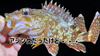 アジングのハズがホゴ釣りになった