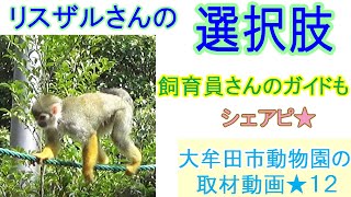 リスザルさんの選択肢☆飼育員さんのガイドもシェアピ★大牟田市動物園の取材動画★１２