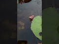 guppyfishes in water lily pond small fishes mosquito eating guppy fishes pond