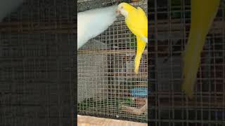 Albino 🤍 and lutino 💛 monk(Quakar parrot)#monk #shorts