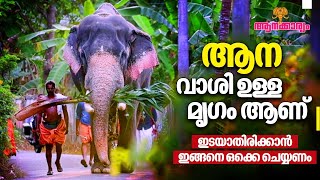 EP 16 | ആന വാശി ഉള്ള മൃഗം ആണ്, ഇടയാതിരിക്കാൻ ഇങ്ങനെ ഒക്കെ ചെയ്യണം | Aanakkaryam | Part 02