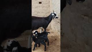 Goat 🐐 with Beauty of kid's 😯😘💯#youtubeshorts #shorts #viral #subscribe