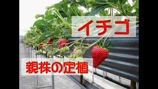 イチゴ栽培の実践　親株管理編２　親株の定植