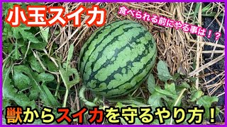 【小玉スイカ】獣からスイカを守るやり方とスイカマット敷き！How to protect watermelon from beasts and watermelon mat laying