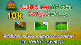 ඔිස්ටෙිලියන් තණකොල නිවැරදි ලෙස වවමු (How to grow the Australian grasses in a correct way) pink home