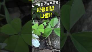 새콤한 산나물 큰괭이밥