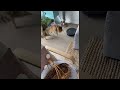 Robot Vacuum Startles Cat || ViralHog