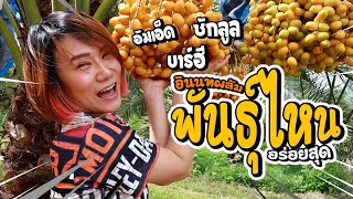 บุกสวนอินทผลัม อุดรปาร์ค กินเอสเพรซโซ่อินทผลัม แห่งเดียวในอุดร  by Banana Diary กินกล้วยๆ Ep#128