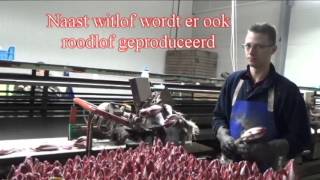 Witlof wortels sorteren, zetten, oogsten en verpakken van witlof