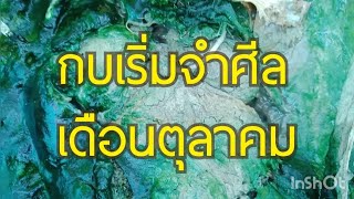 กบเริ่มจำศีลแล้วในเดือนตุลาคม