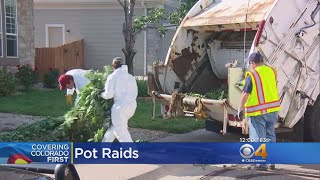 Police Bust Marijuana Grow Operations Across Northern Denver Metro Area