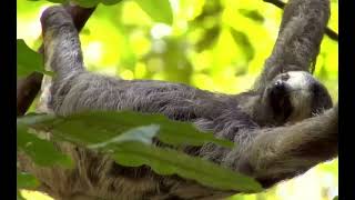 Rainforests 101 - National Geographic
