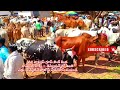 కంకోల్ అంగడి సంత తెలంగాణ 🐂 kamkole bulls market telangana 🐂 bulls for sale ankenpally