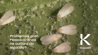 Boveril Evo (Beauveria bassiana): a solução eficaz no manejo da mosca-branca em cultivos de algodão.