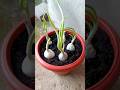 Spring Onion growing and harvesting #shorts #onion #youtubeshorts #viralvideo #GardenGrafting