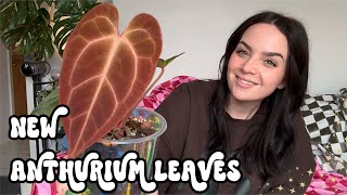 Sharing My Favourite New Anthurium Leaves With You 😍