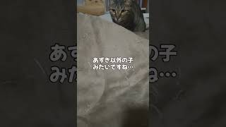 カーペットにもぐる子がいます　#cat #保護猫 #ねこ #shorts