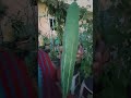 harvesting snake gourd